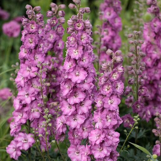 Delphinium X Hybridus Delgenius Chantay Larkspur | SiteOne US
